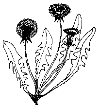 Dandelion- the 100% useful weed