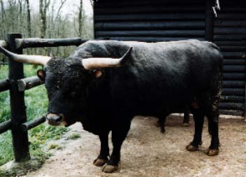 an aurochs (yes, that is the singular)