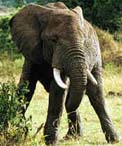 Click to learn more about elephants.