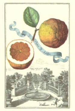 Grapefruit