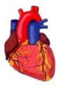 Human heart.  Click image for link.