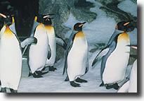 penguin1.jpg (7870 bytes)