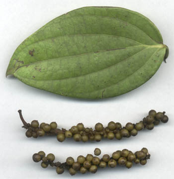 black pepper with leaf