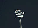 Native platinum
