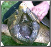An alligator snapping turtle - don't grabble for him!  Click to follow the link.